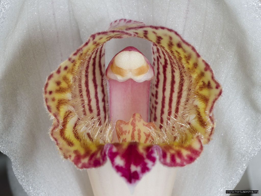 Cymbidium erythrostylum 2