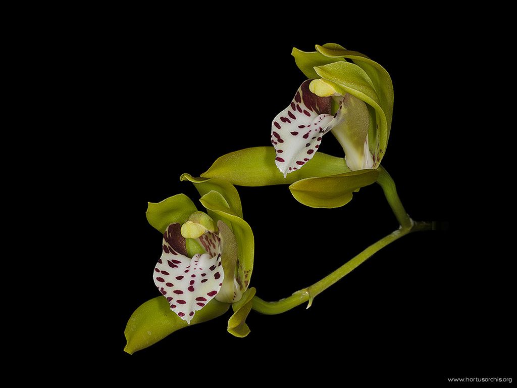 Cymbidium tigrinum