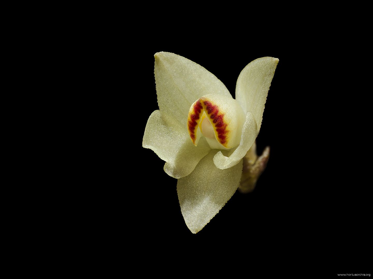 Dendrobium cuthbertsonii white