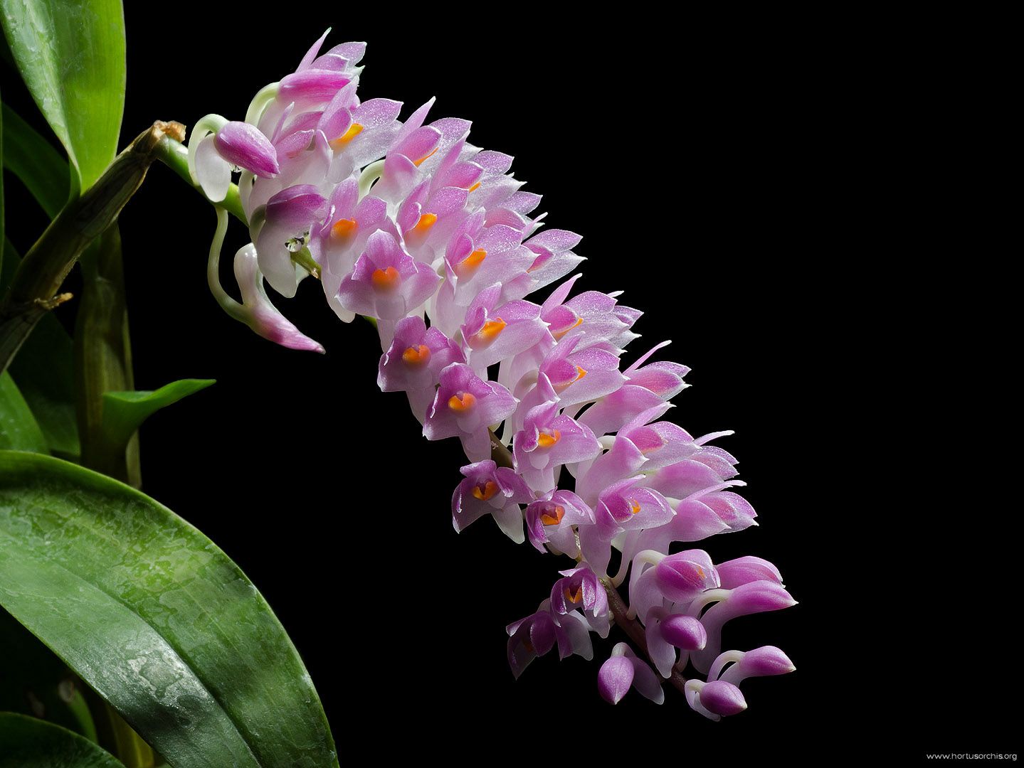 Dendrobium secundum