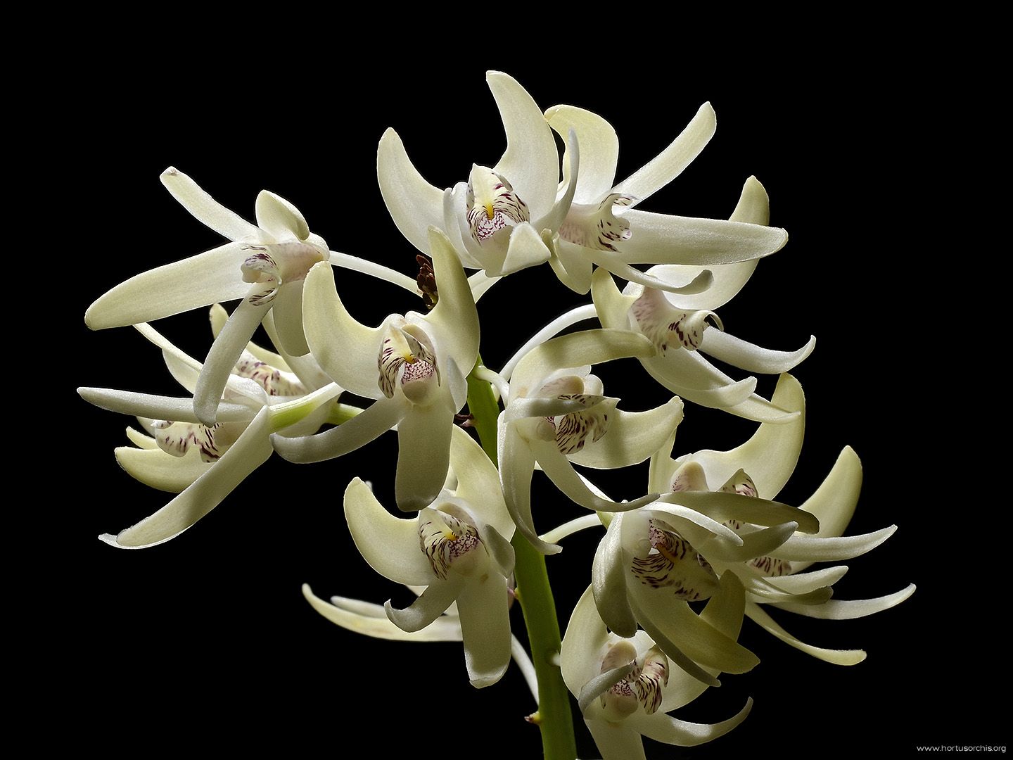 Dendrobium speciosum 2