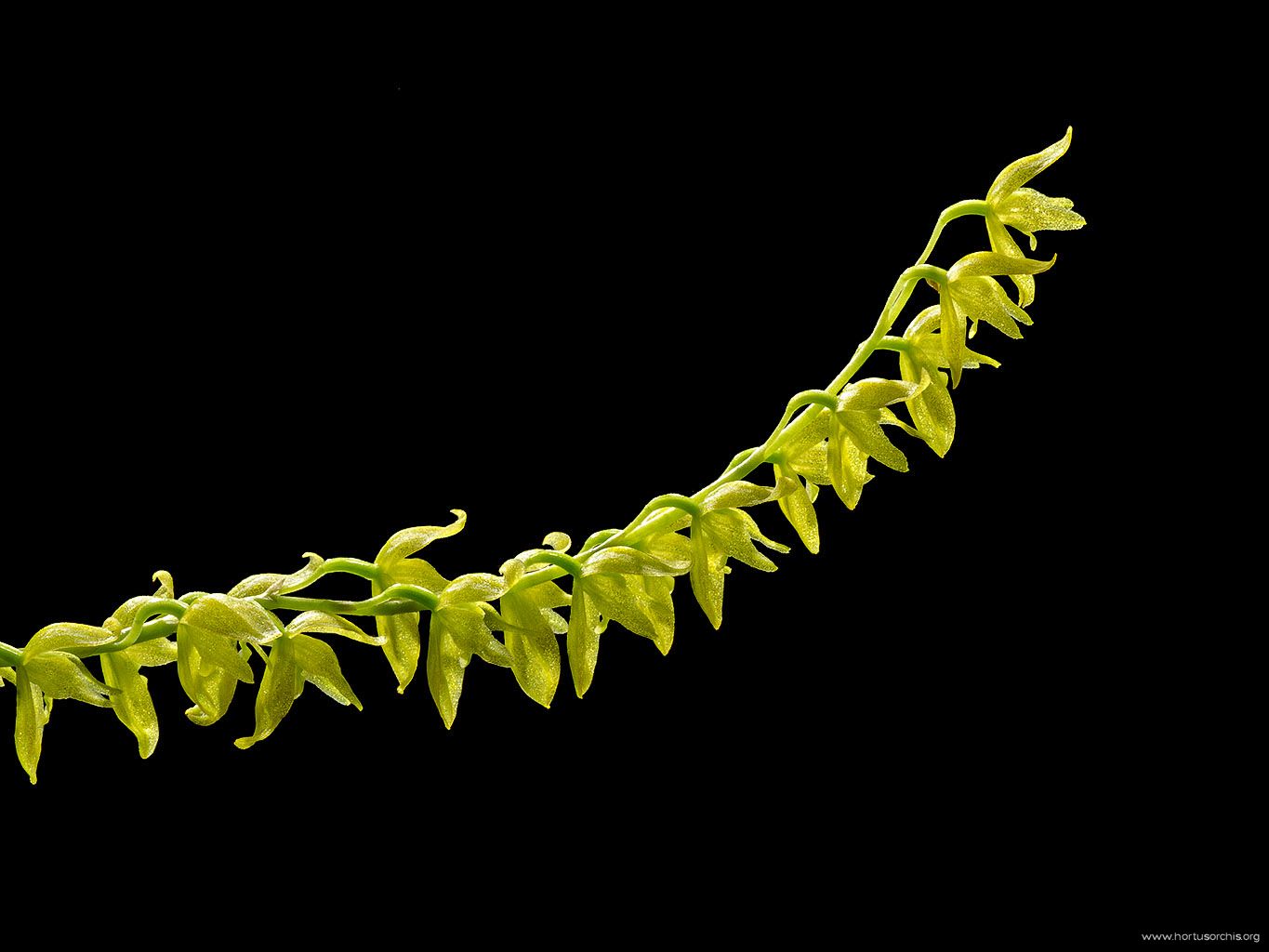 Dendrochilum pallidiflavens