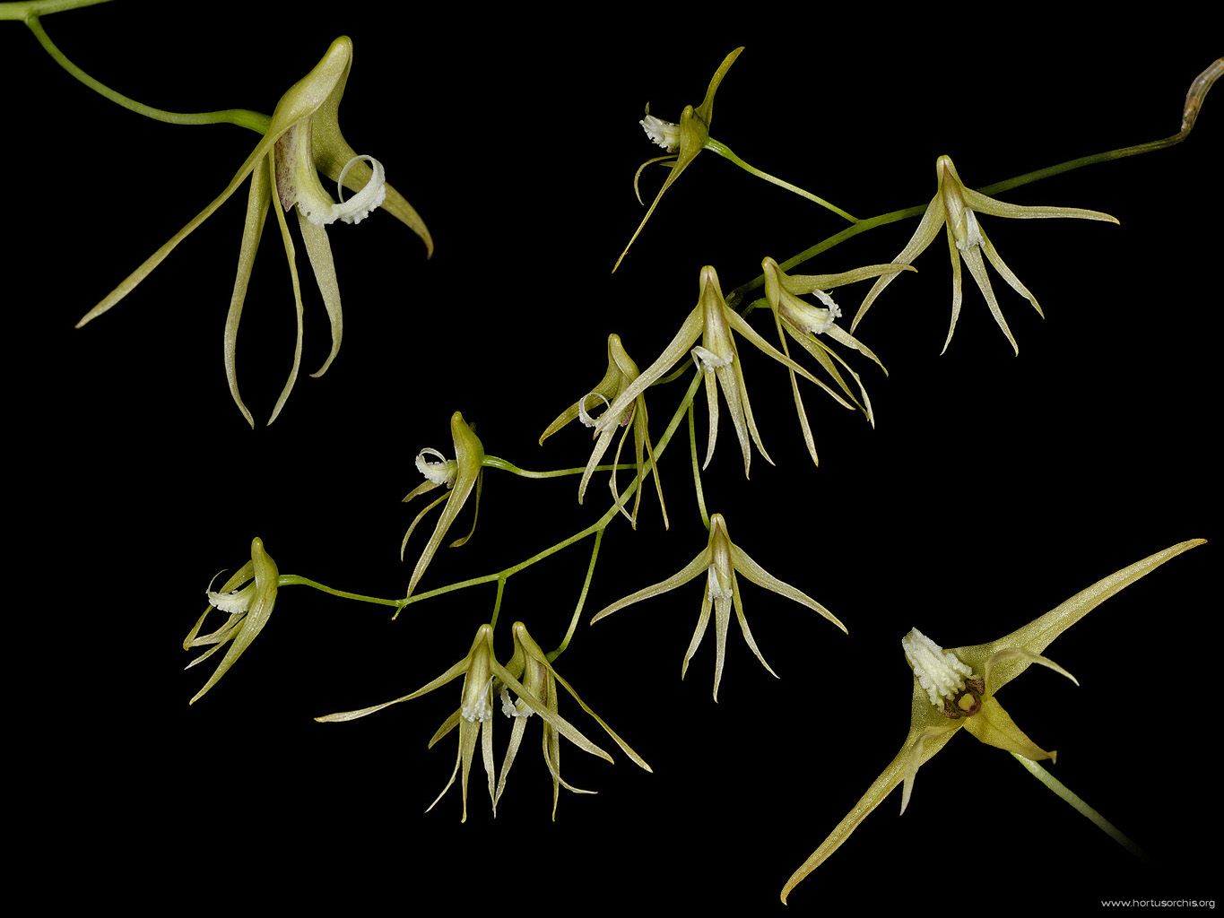 Dockrillia teretifolia