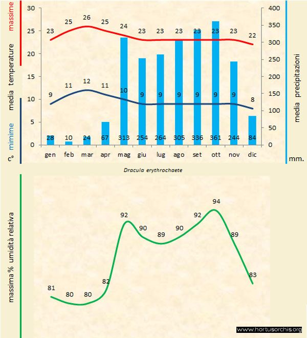 Dracula erythrochaete a gr it
