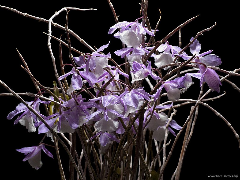 Dendrobium aphyllum 2