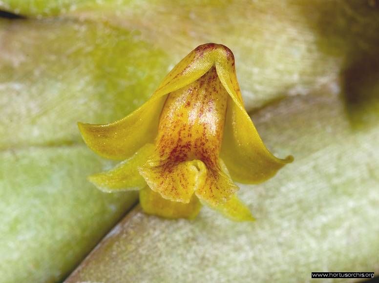 Dendrobium brevimentum