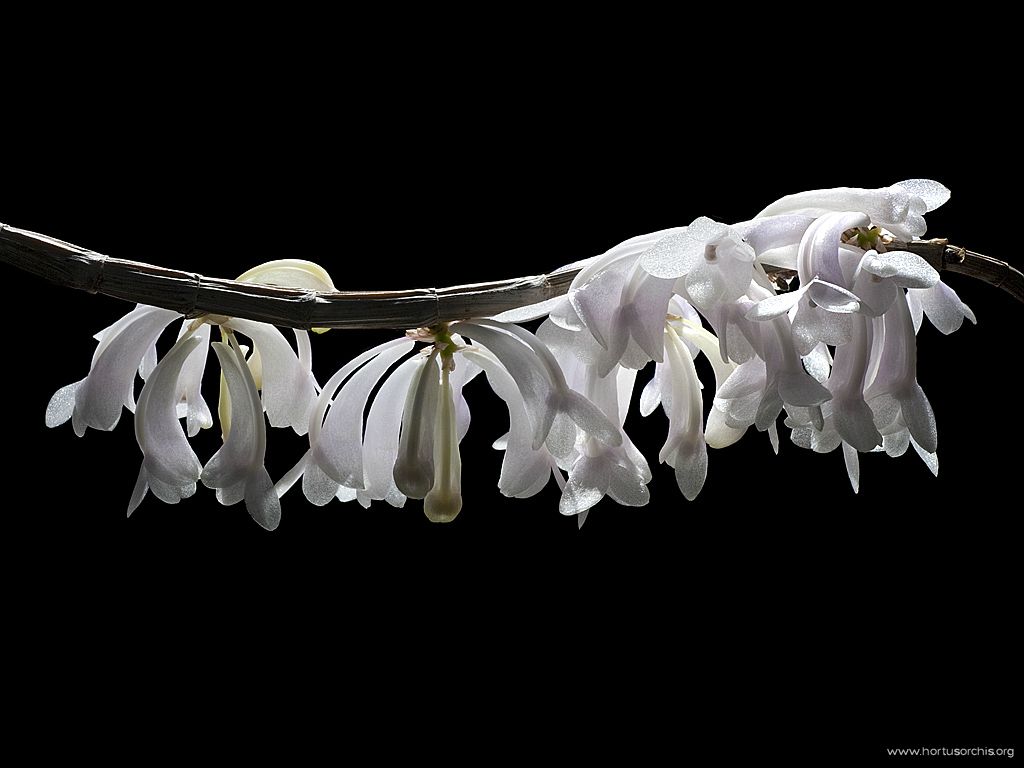 Dendrobium lawesii alba 2
