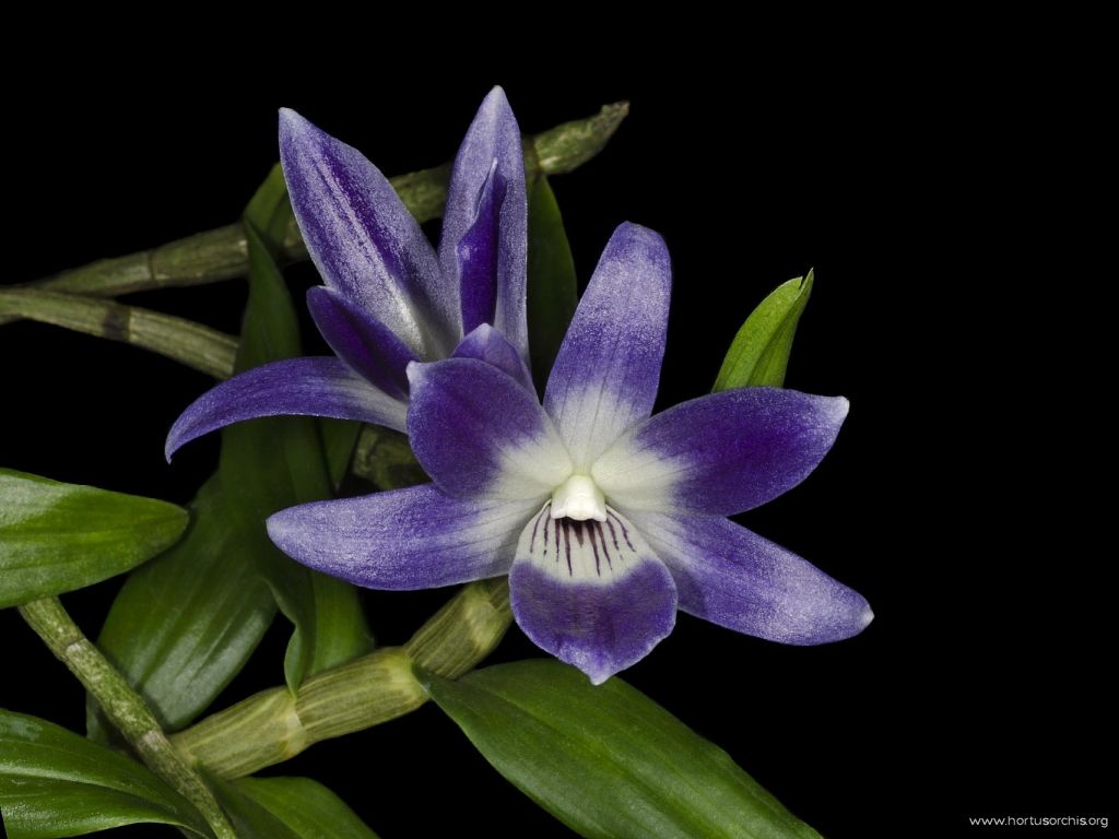 Dendrobium victoria-reginae