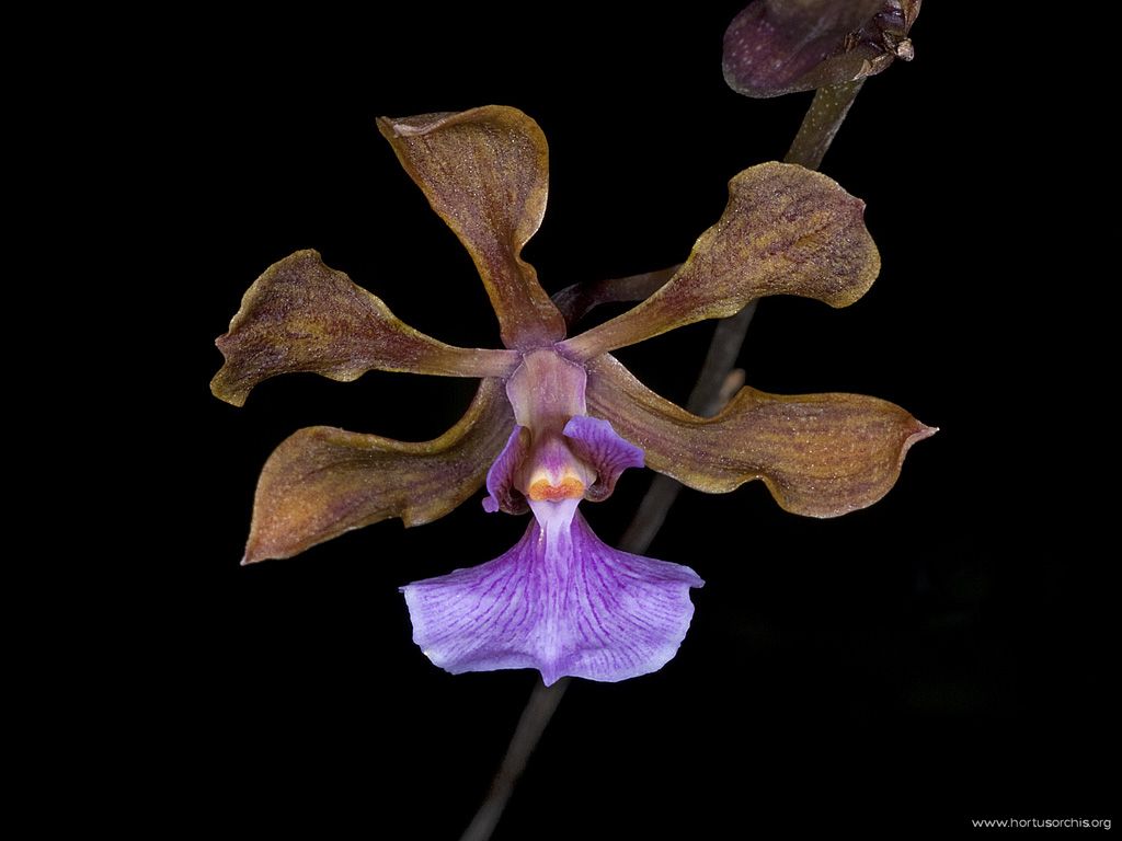 Encyclia hanburyi