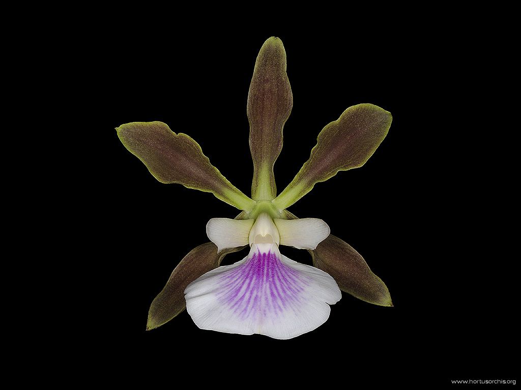 Encyclia randii 2