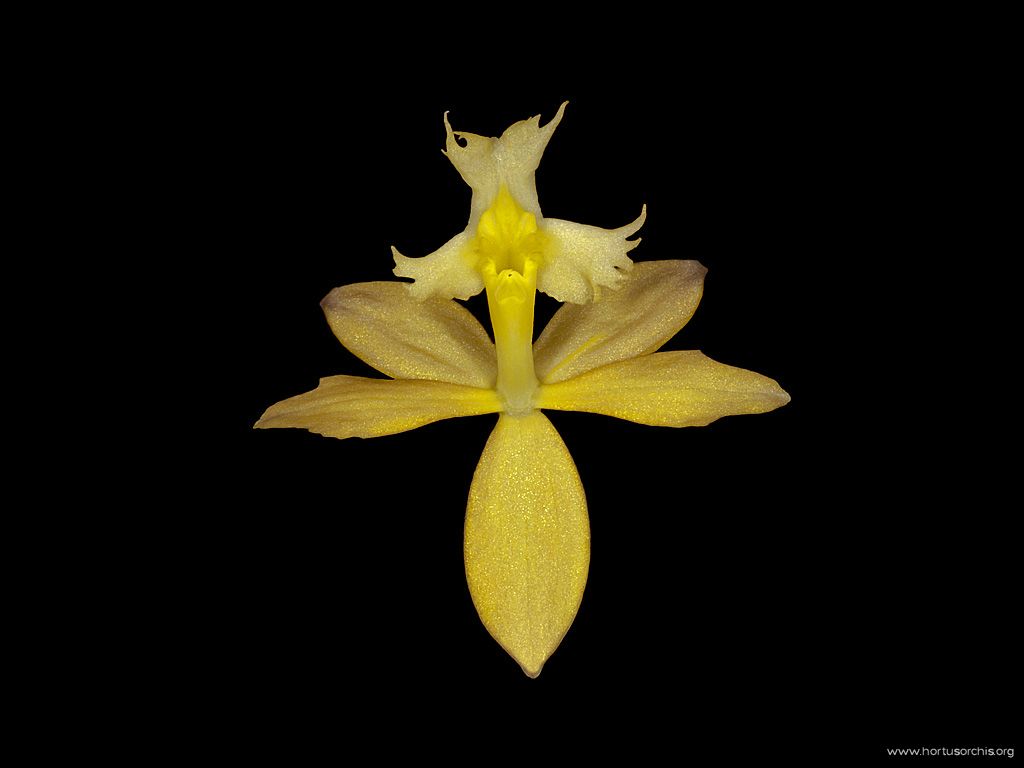 Epidendrum catillus 2