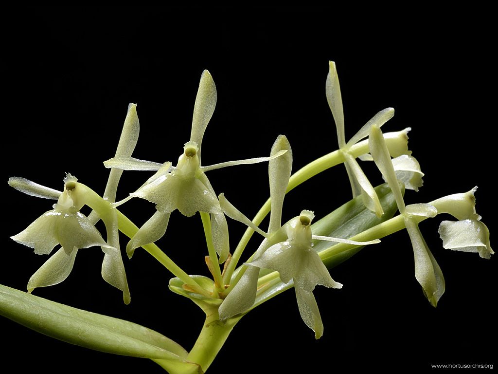 Epidendrum difforme 2