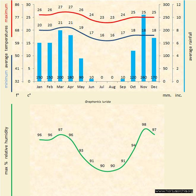 Graphorkis lurida a gr uk