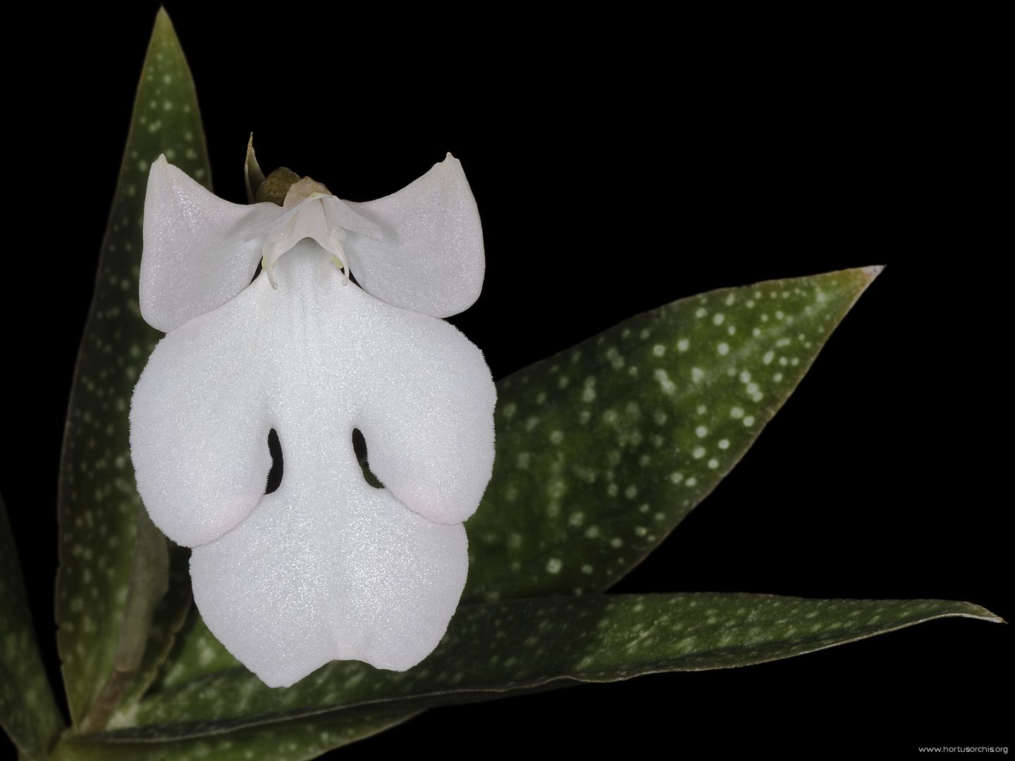 Habenaria carnea