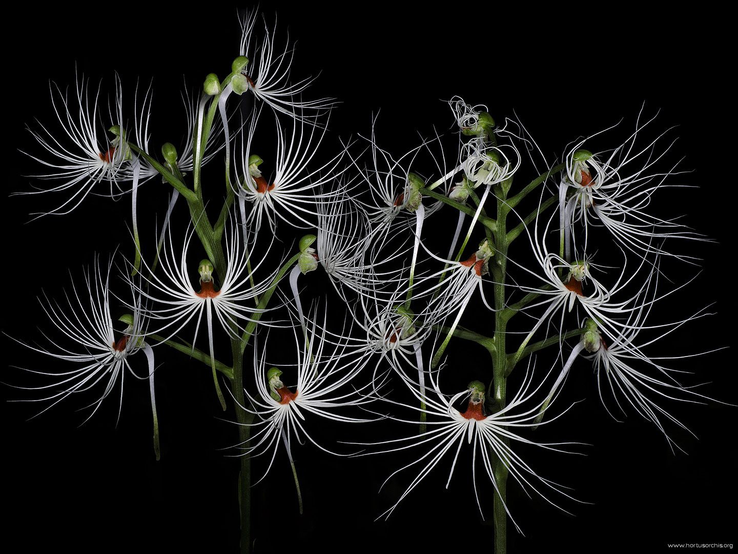 Habenaria medusa