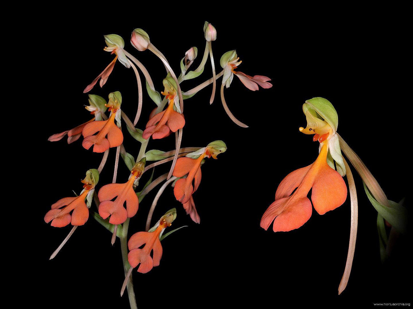 Habenaria rhodocheila 2