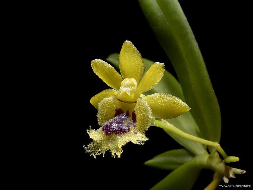 Haraella retrocalla