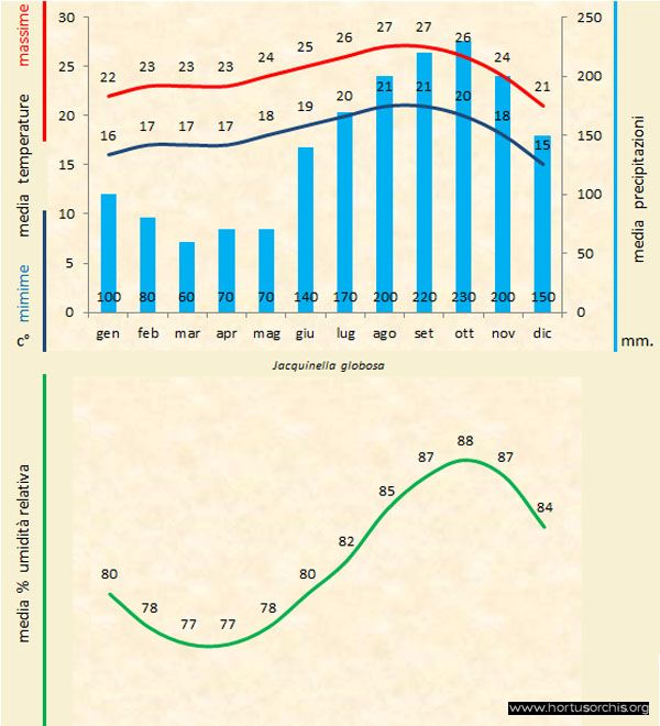 Jacquiniella globosa a gr it