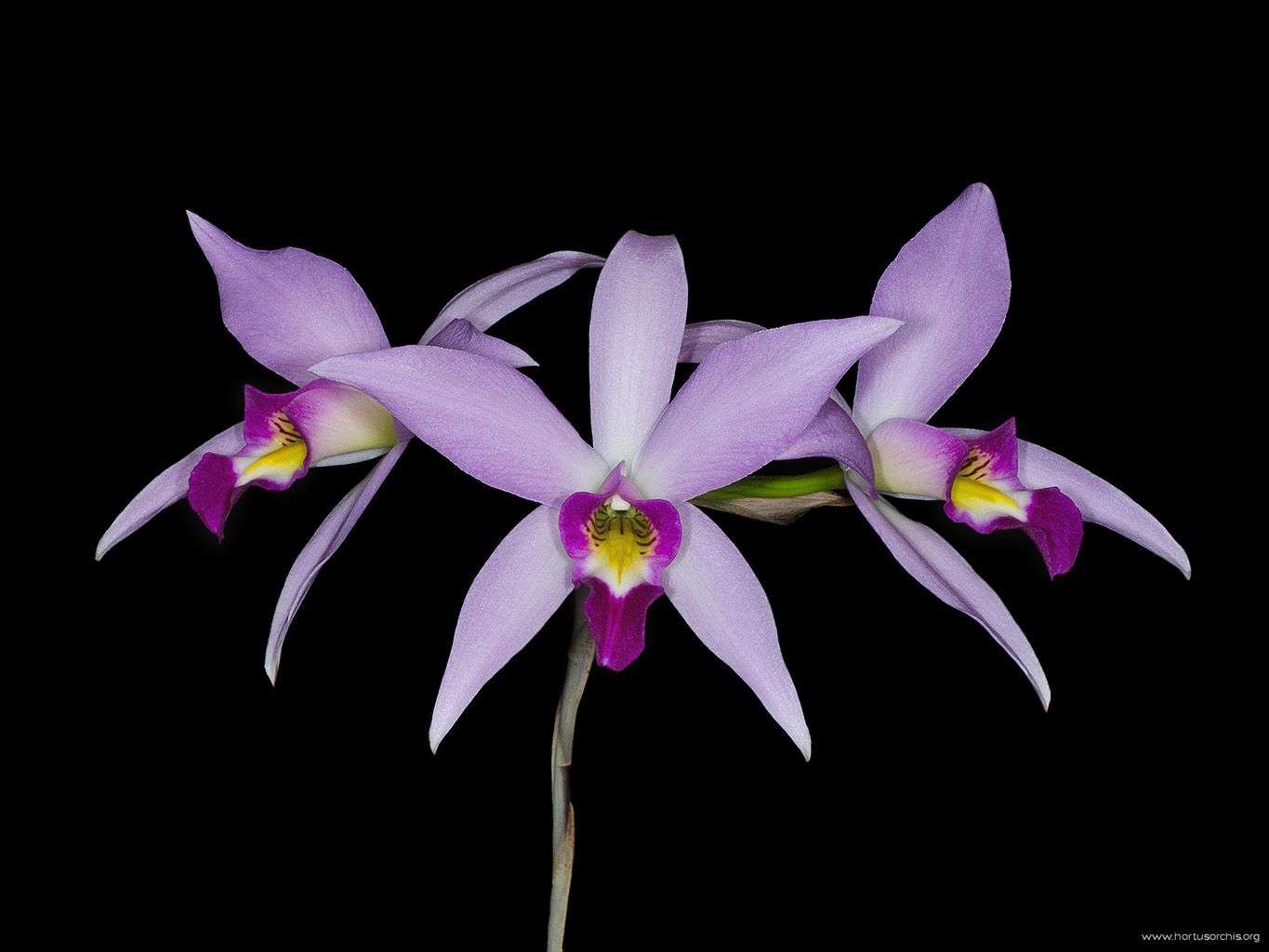 Laelia anceps