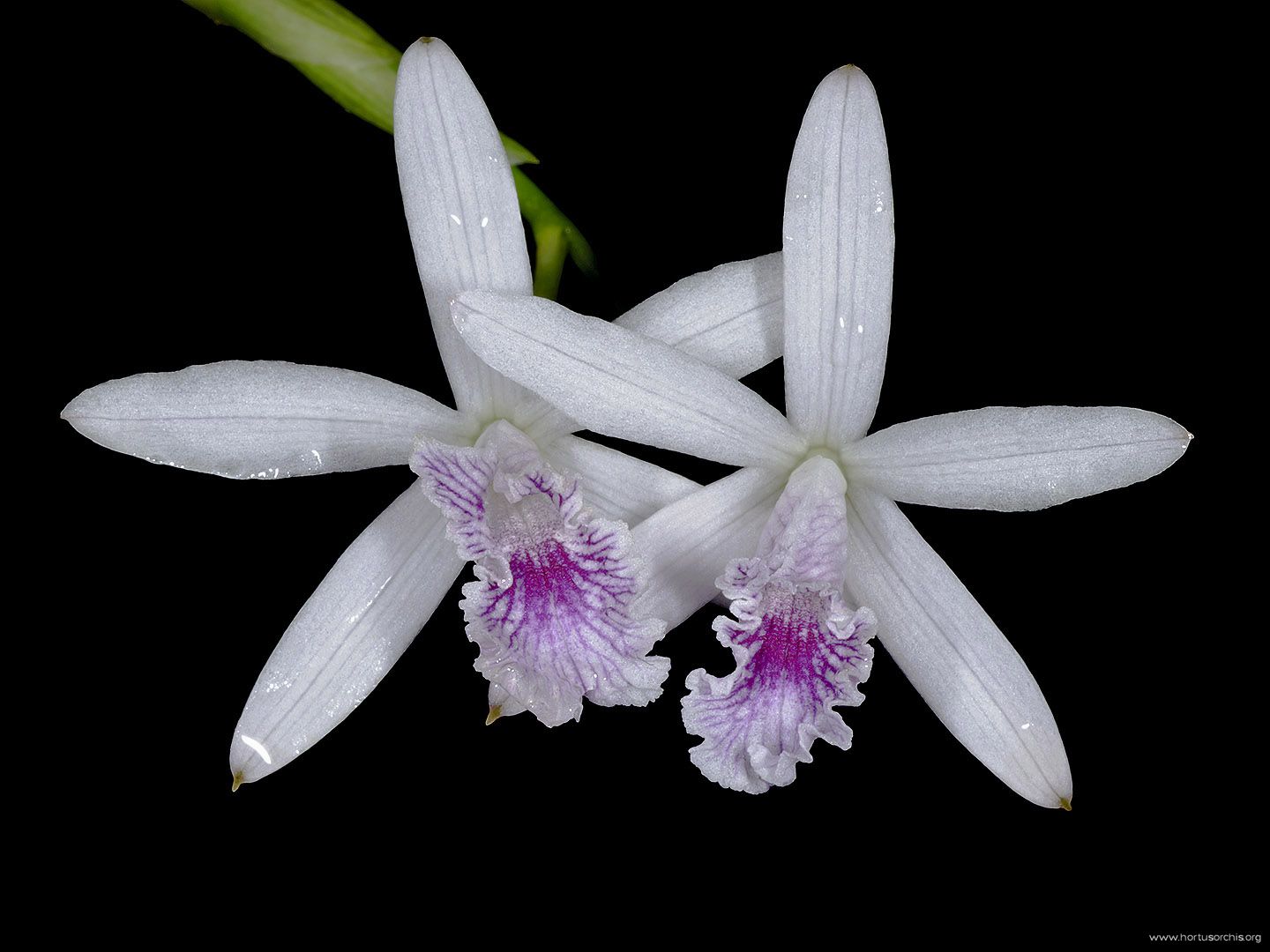 Laelia lundii