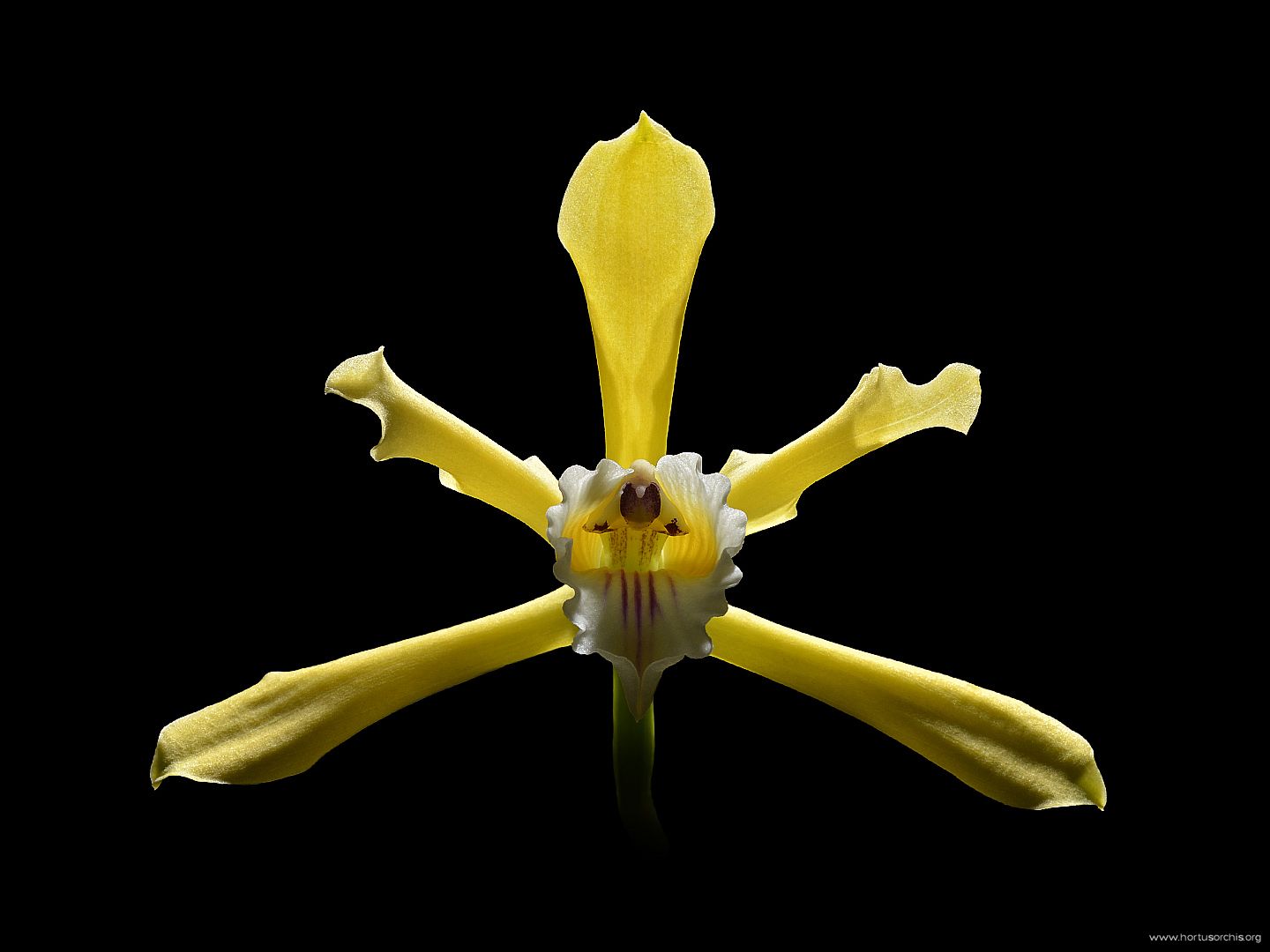 Laelia xanthina