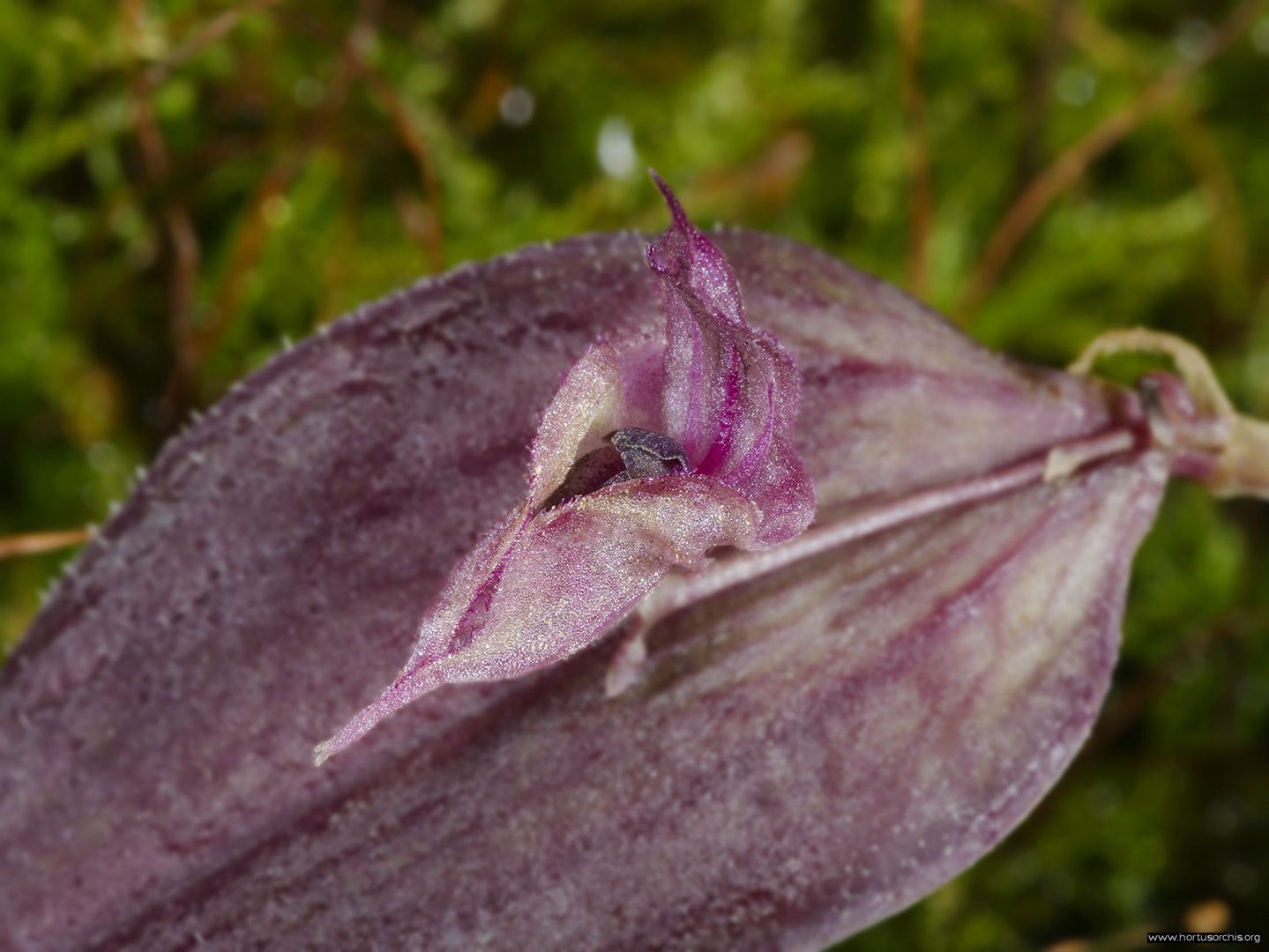 Lepanthes gargoyla