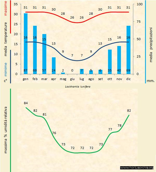 Lockhartia lunifera a gr it