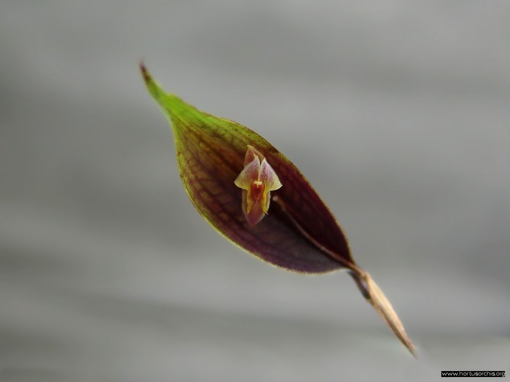 Lepanthes amphioxa