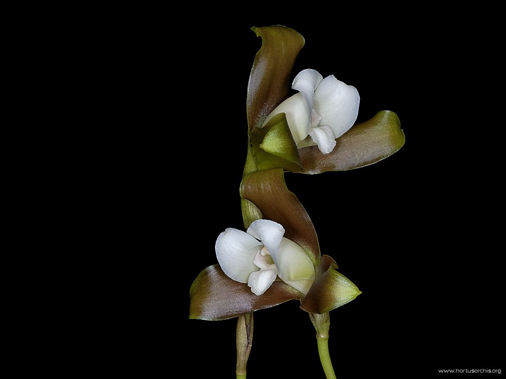 Lycaste dowiana