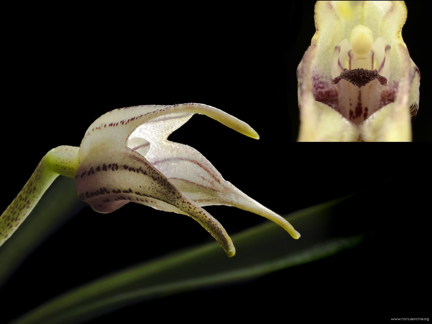 Masdevallia coriacea