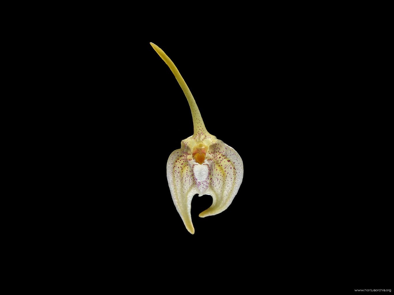 Masdevallia guttulata