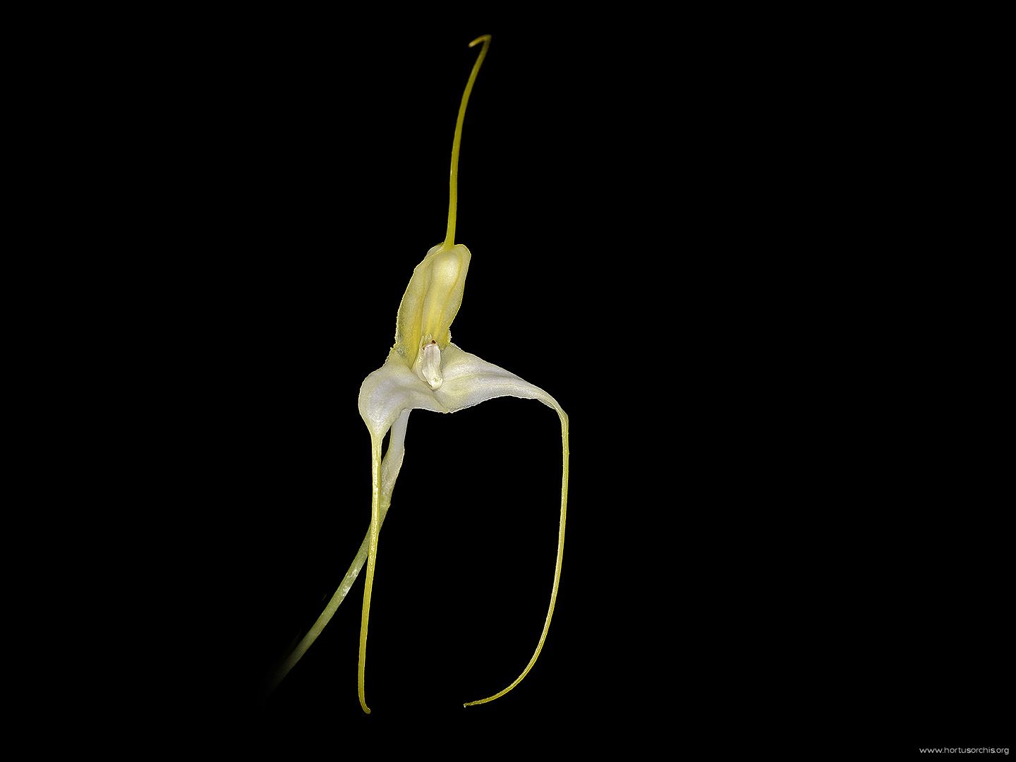 Masdevallia xanthina