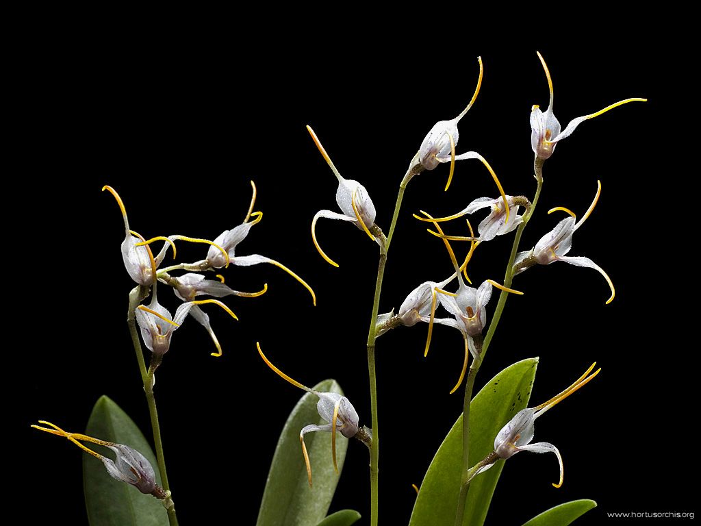 Masdevallia abbreviata 2