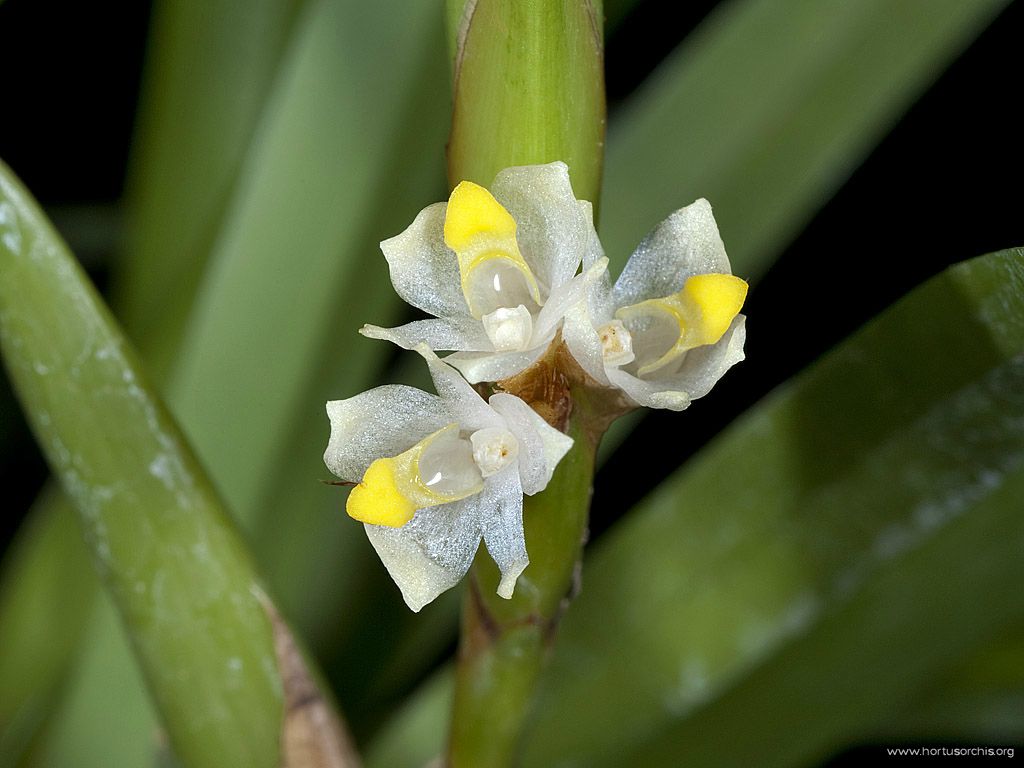 Maxillaria parviflora 2