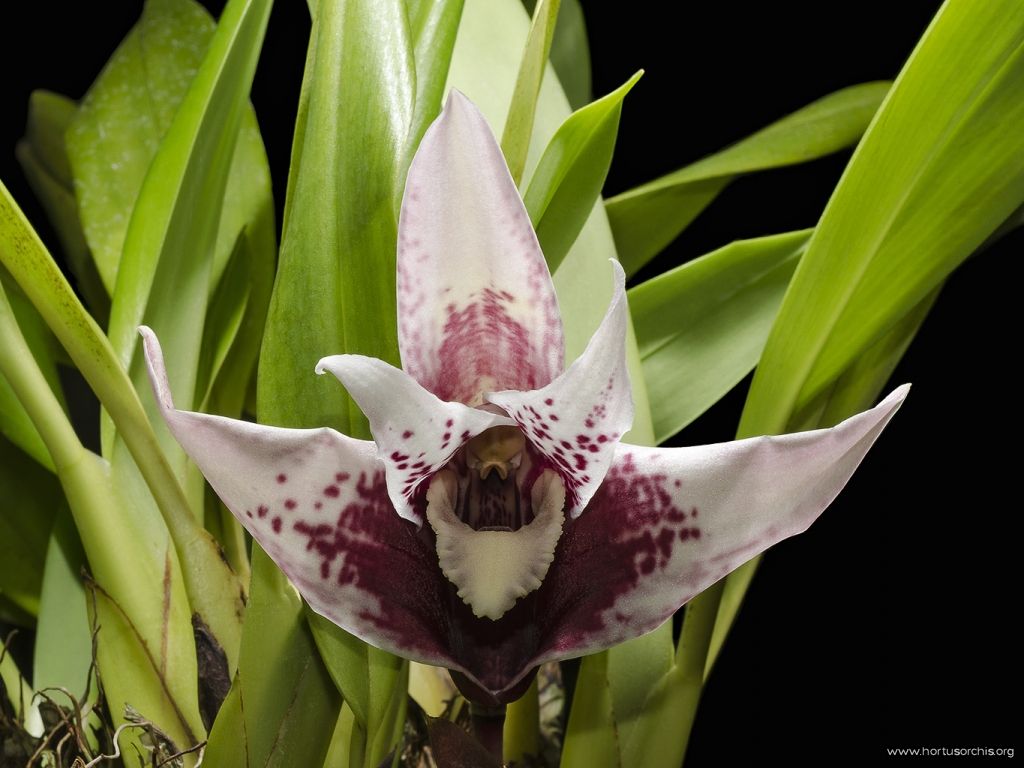 Maxillaria sanderiana