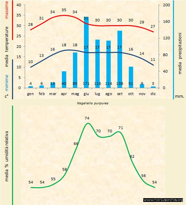 Nageliella purpurea b gr it