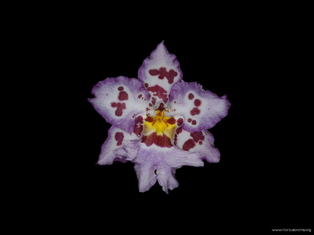 Odontoglossum Anaway