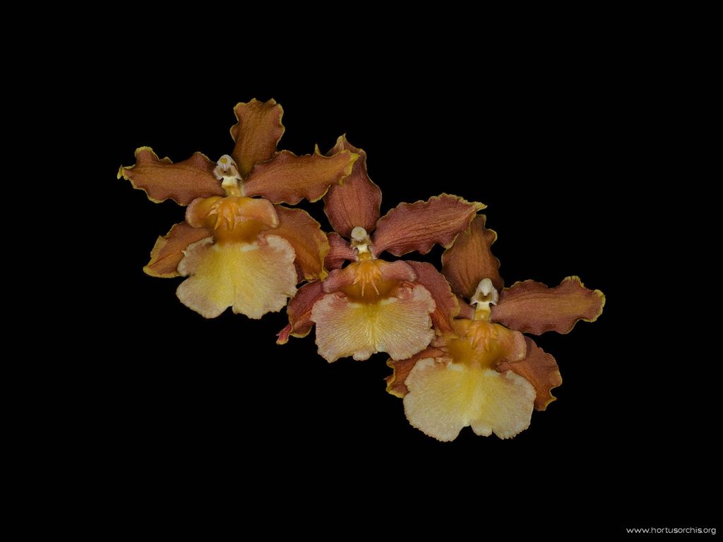 Odontoglossum Catante