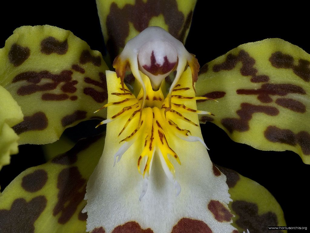 Odontoglossum hallii