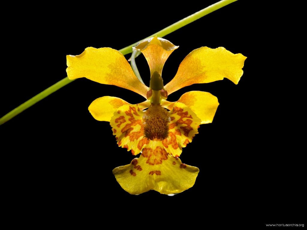 Oncidium pulvinatum