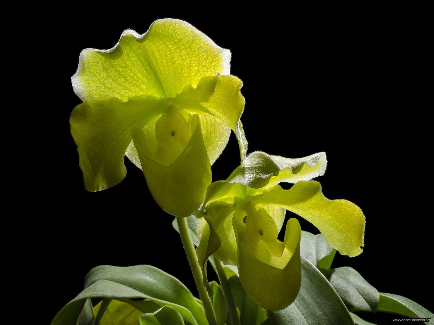 Paphiopedilum Clementina