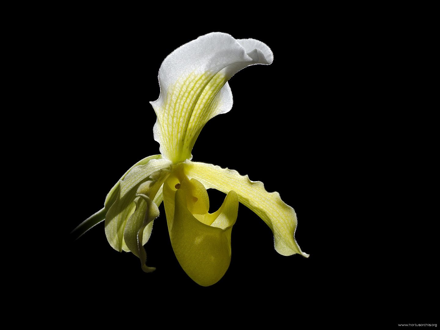 Paphiopedilum insigne f sanderae 2