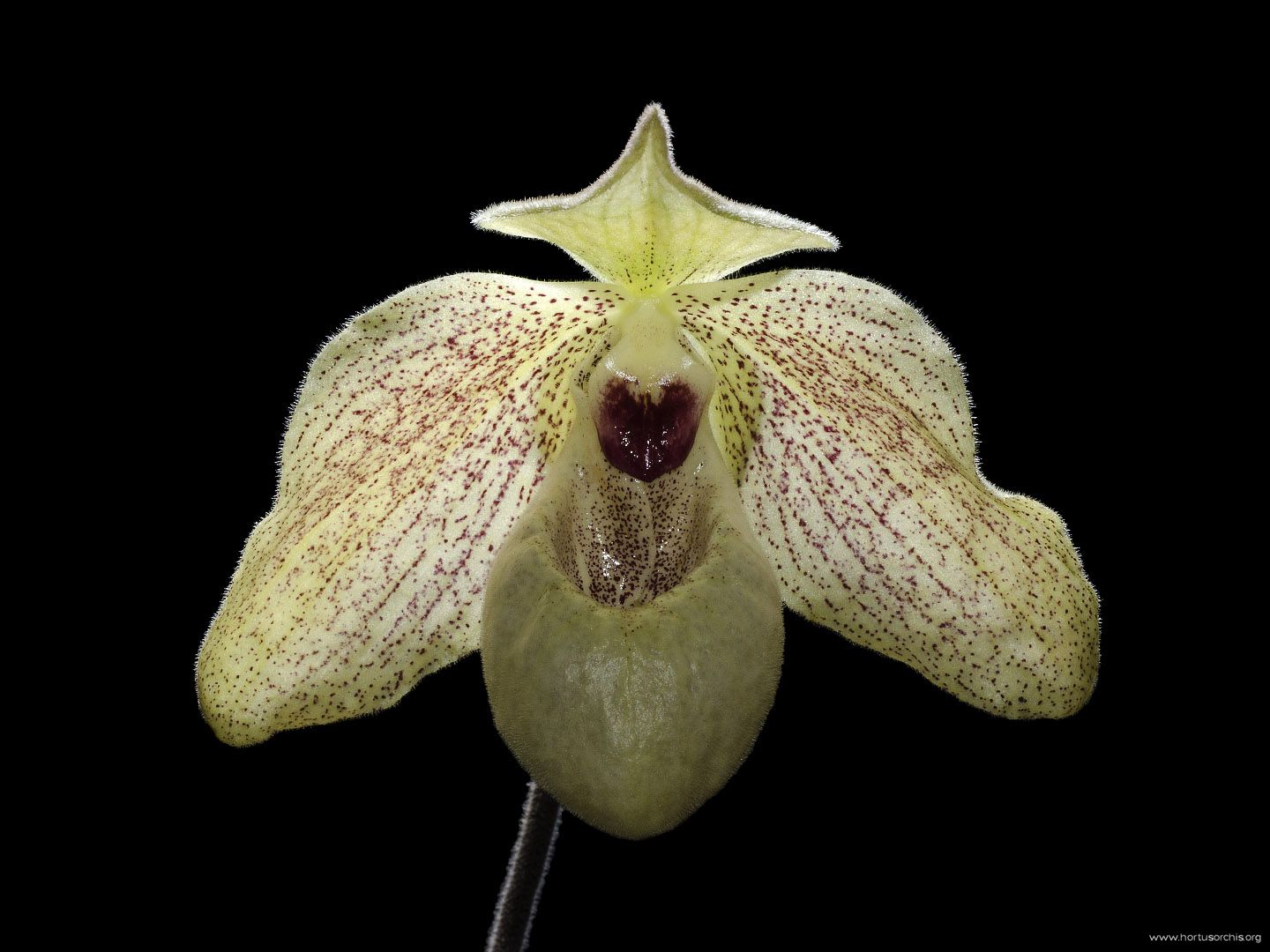 Paphiopedilum malipoense x concolor