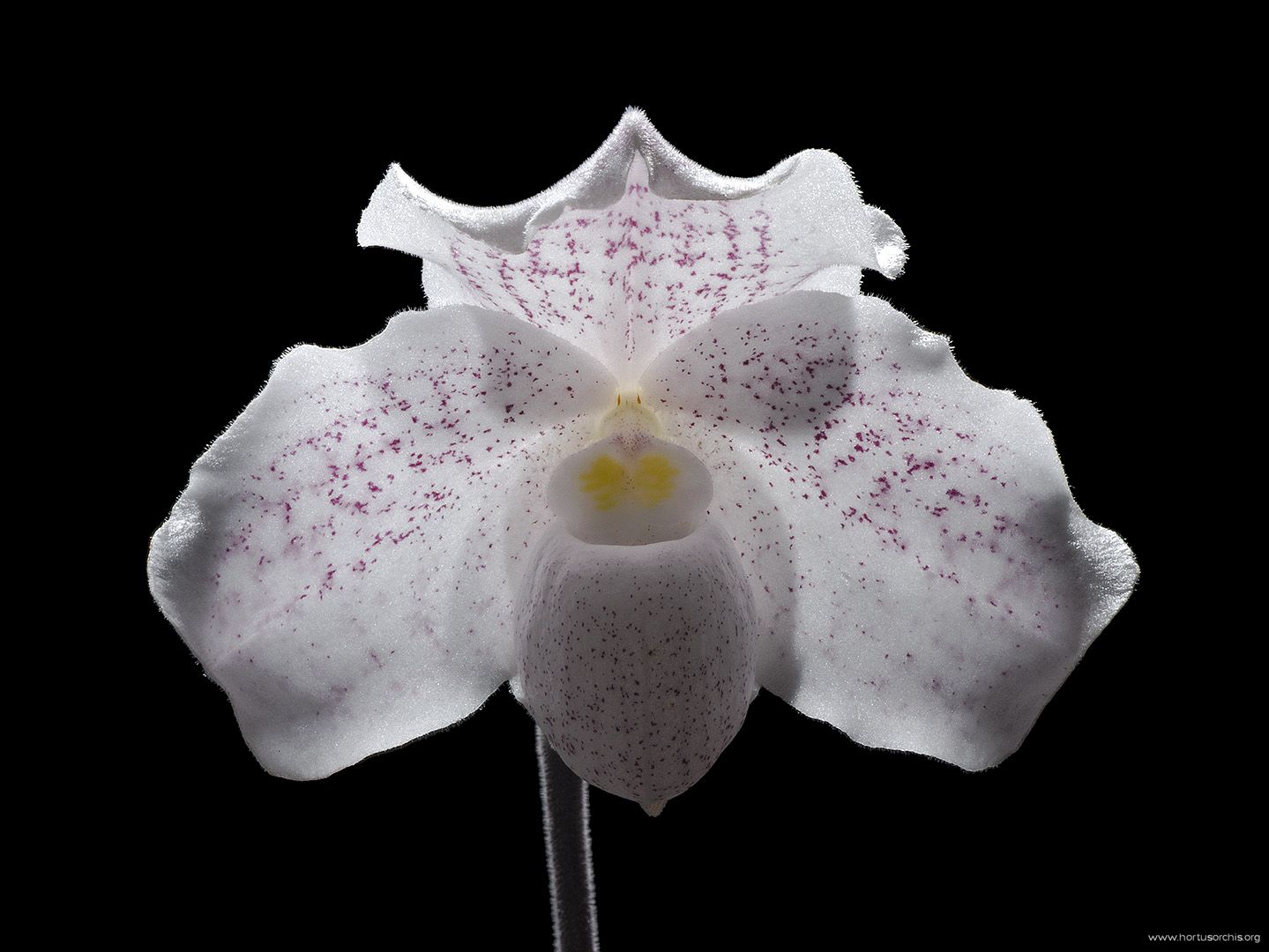 Paphiopedilum niveum