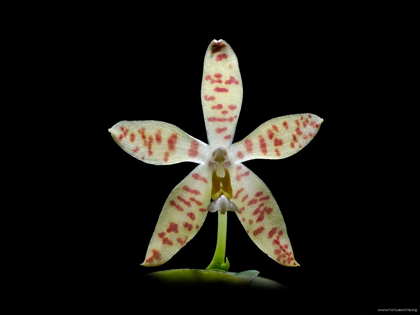 Phalaenopsis pallens