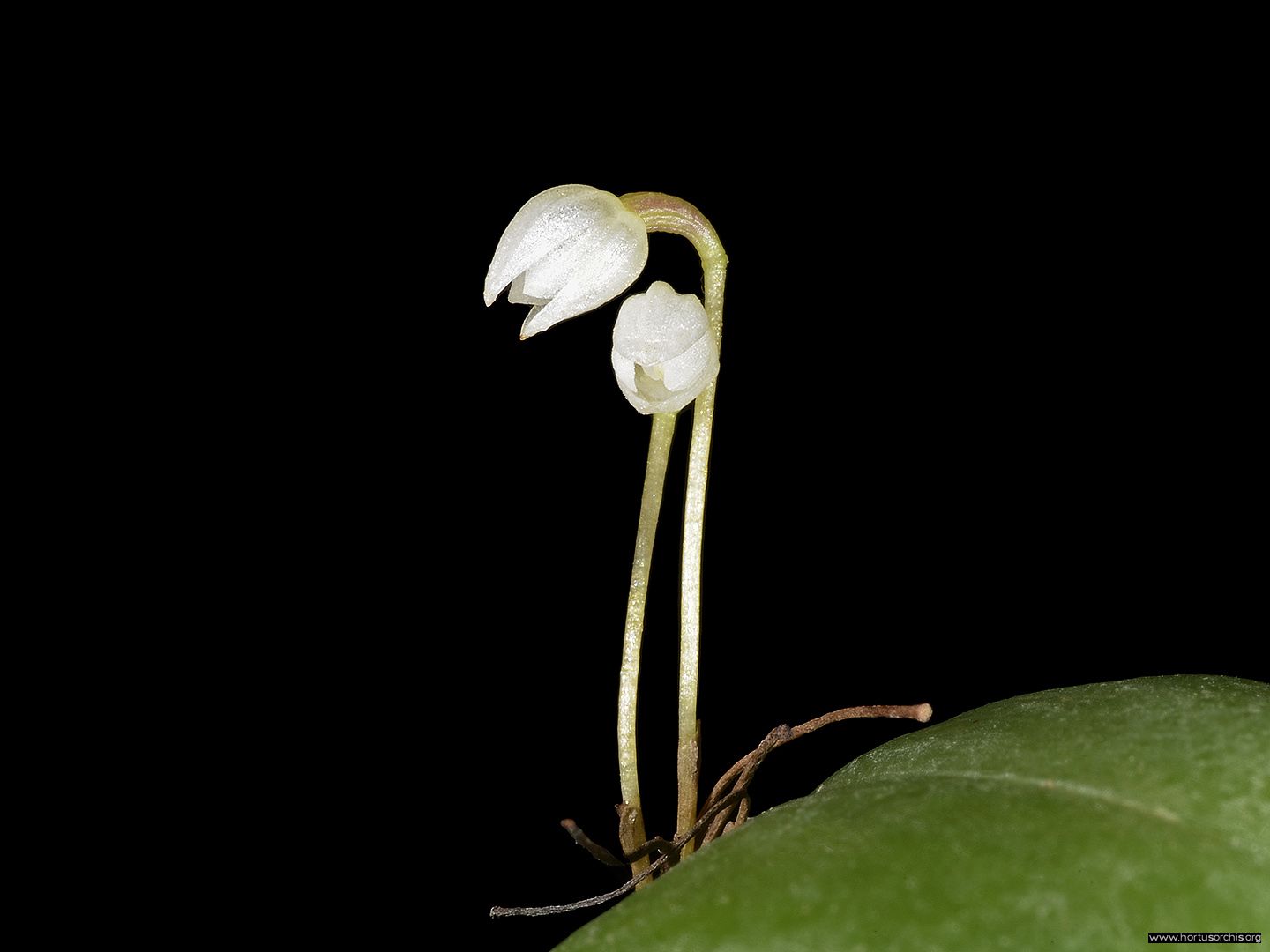 Pleurothallis niveoglobula