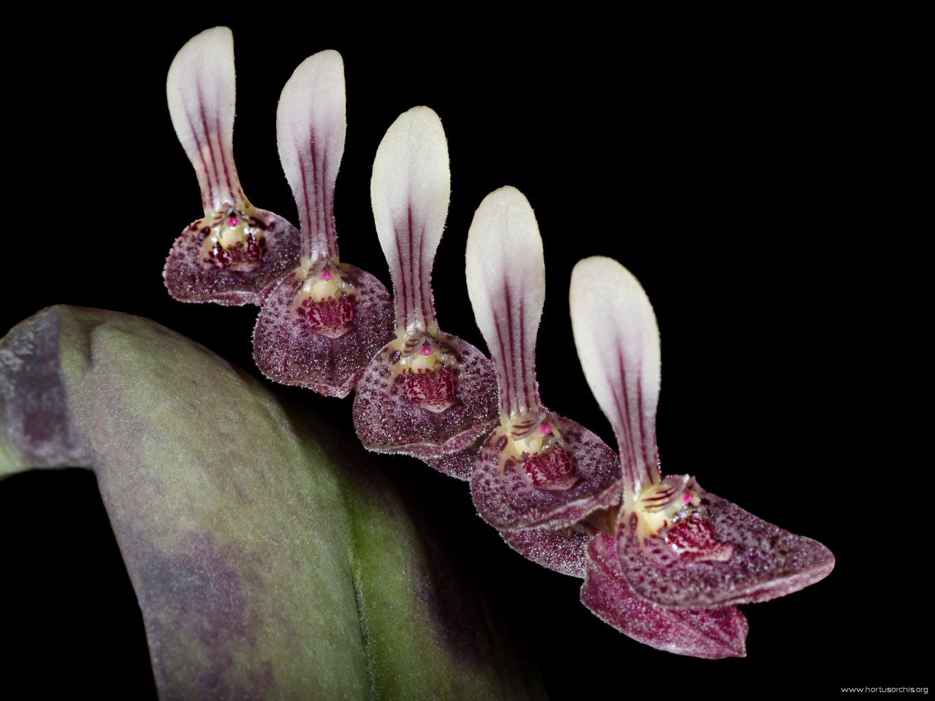 Pleurothallis strupifolia