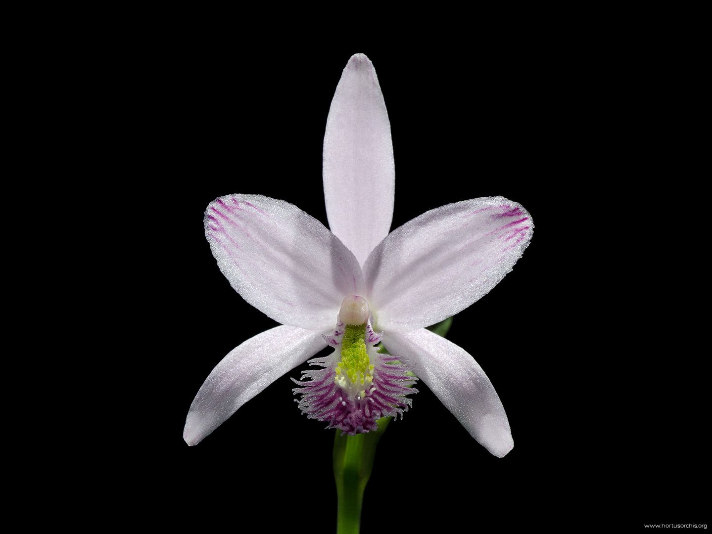 Pogonia ophioglossoides