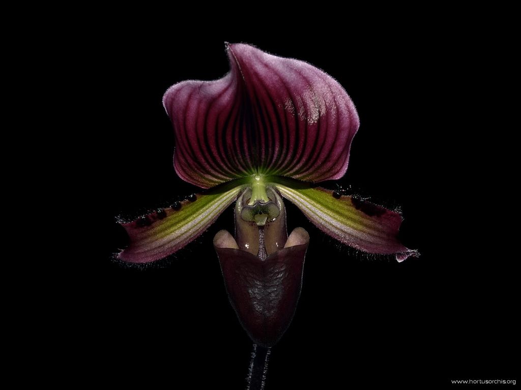 Paphiopedilum Vinicolor