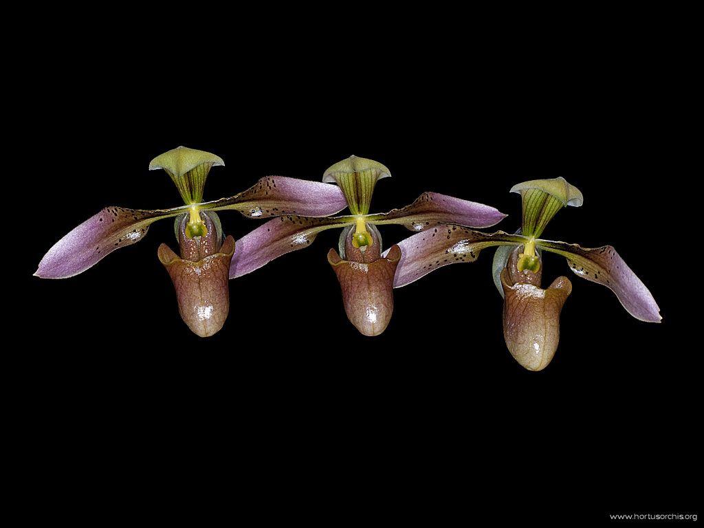 Paphiopedilum appletonianum 2